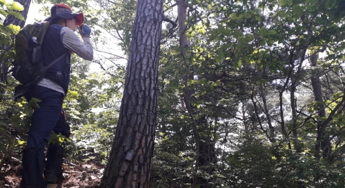 [꾸미기]6.22 [크기변환]산림조사 광경1_전문장비를 이용한 나무높이 조사.jpg