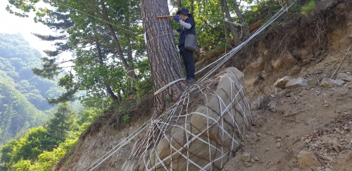 [꾸미기]사진자료1(국유림 내 불법 소나무 굴취목 조사 장면).jpg